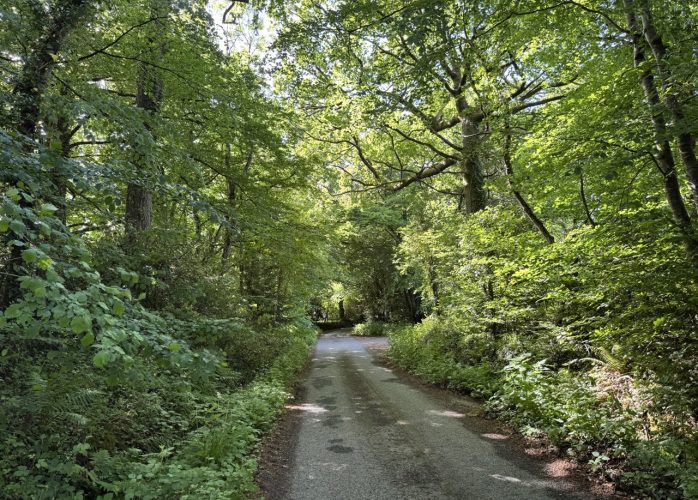 Tree lined road, Highampton, Devon